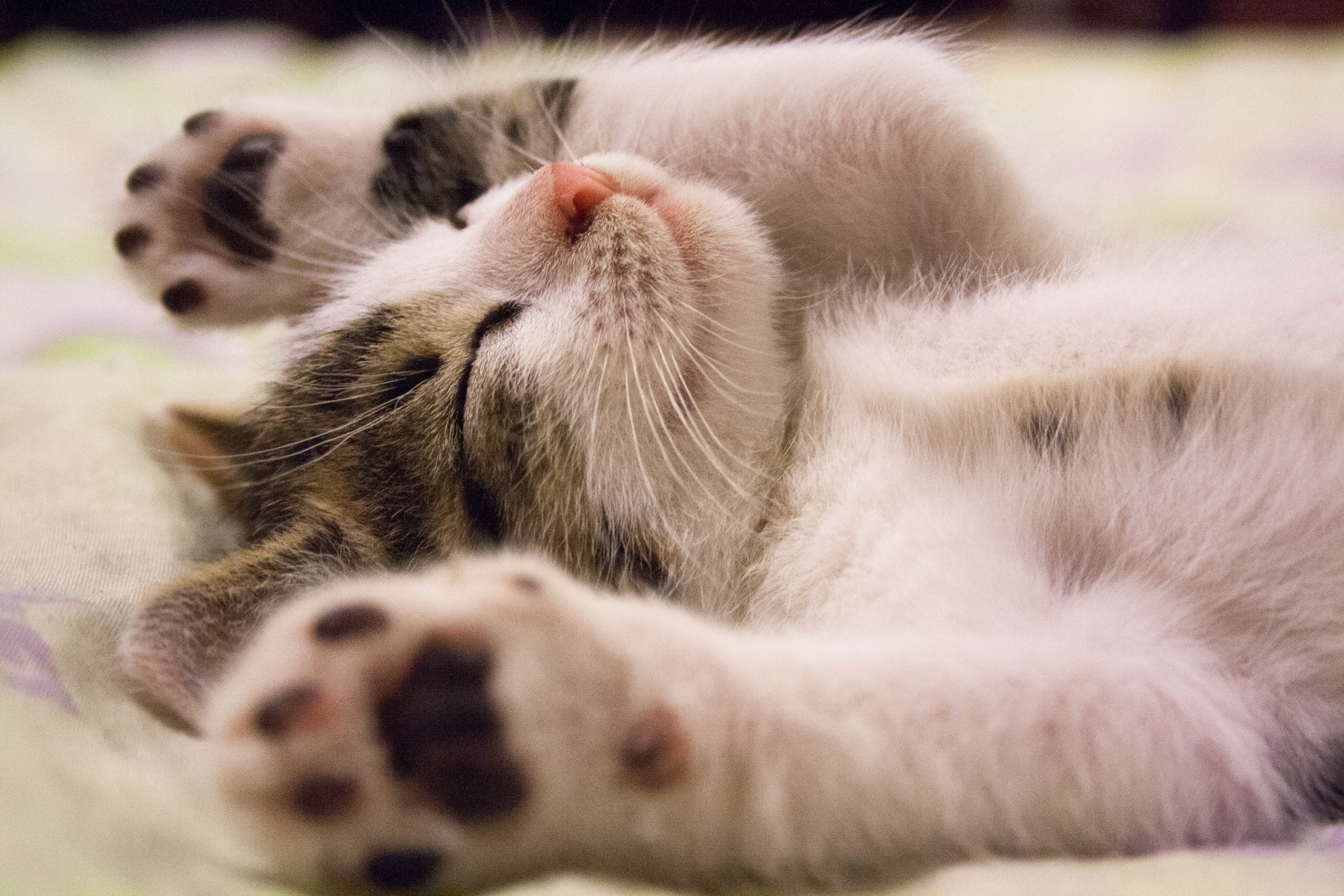 Οδηγός για μια ευτυχισμένη ζωή για FIV-θετικές γάτες: Charlie's Heartwarming Tale