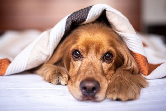 Φύλακες της ανοσίας: Τα επίπεδα IgE του σκύλου ως βασικός δείκτης της συνολικής υγείας
